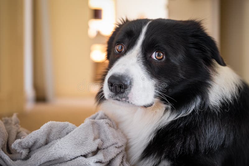 Border Collie Male Puppy with Gray Fluffy Blanket. Portrait of Sad