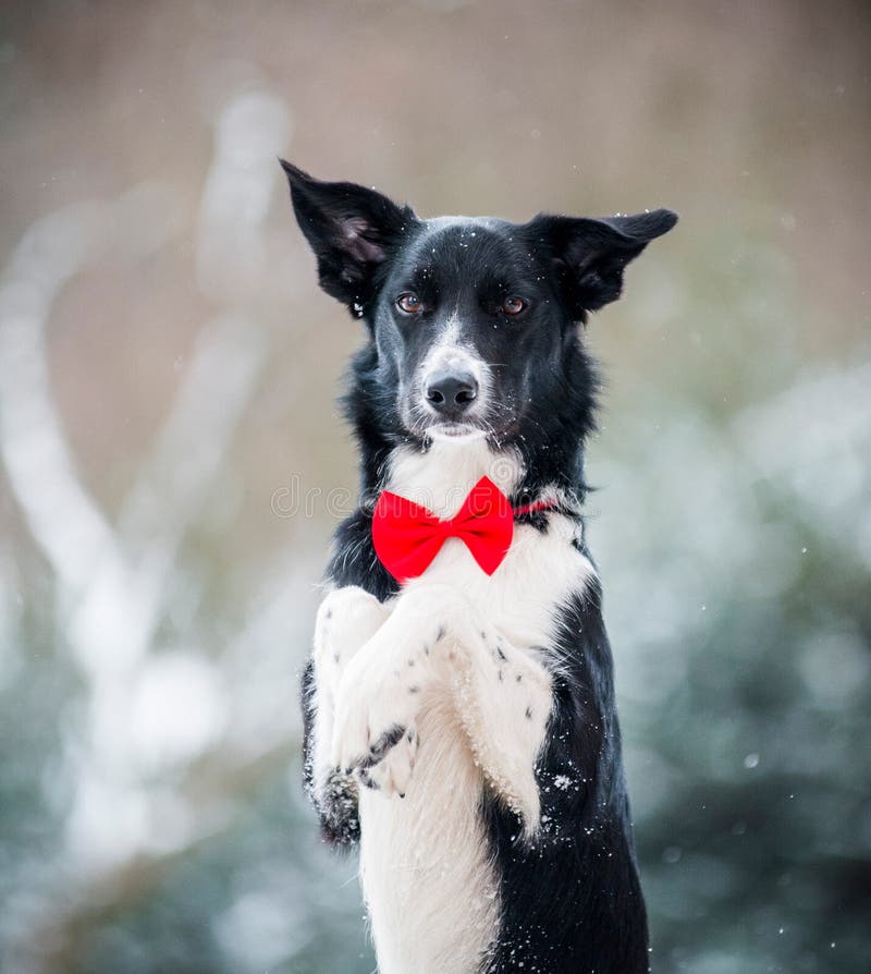 Border collie with a bow tie in winter. Border collie with a bow tie in winter