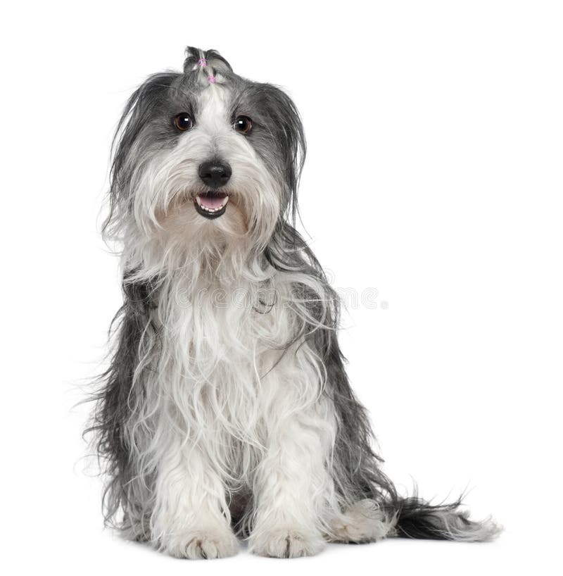 Border Collie Mixed with Maltese Dog Stock Image - Image grey, obedient: