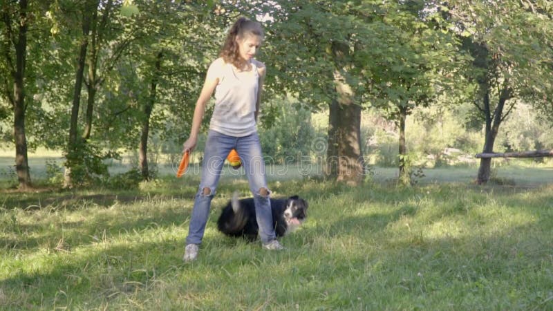 Border collie mostra um truque que gira em torno dos pés de um alimentador da menina no parque um o dia ensolarado, tiro do movim