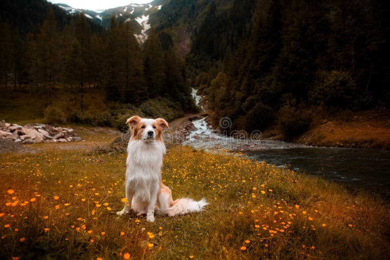 Border Collie in the Mountains near the waterfall royalty free stock photography Border Collie in the Mountains near the waterfall royalty free stock photography