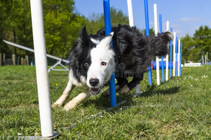 Border Collie performing the sport of Agility stock image
