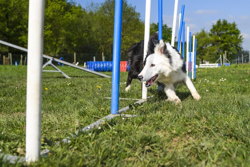 Border Collie Performing the Sport of Agility Stock Image Image of