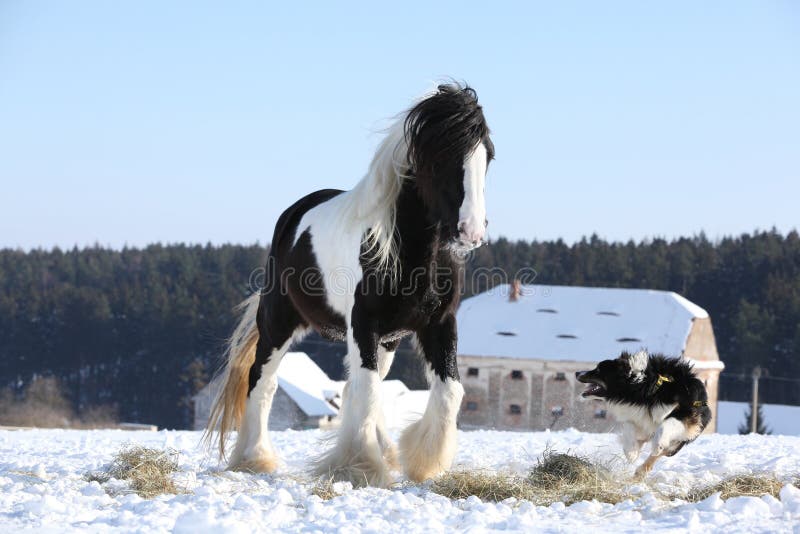 Border collie piacevole che gioca con un cavallo immagine stock libera da diritti Border collie piacevole che gioca con un cavallo immagine stock libera da diritti