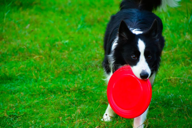 Border collie pour attraper un frisbee image libre de droits Border collie pour attraper un frisbee image libre de droits