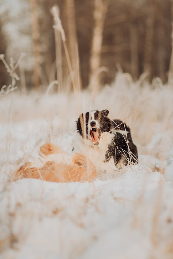 Border collie preto e branco fêmea novo e estada vermelha do cachorrinho do cão na neve durante o por do sol floresta do inverno imagens de stock Border collie preto e branco fêmea novo e estada vermelha do cachorrinho do cão na neve durante o por do sol floresta do inverno imagens de stock