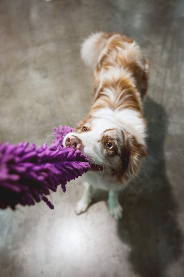 Border collie pulling the toy stock images