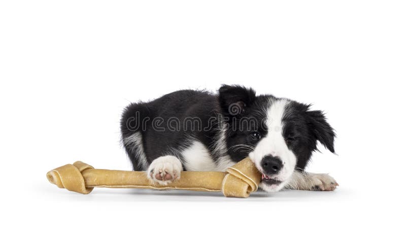 Border Collie Dog with Bone Stock Photo - Image of bone, lying: 51253044