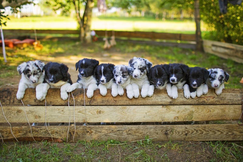 Border Collie puppies lifellie puppies