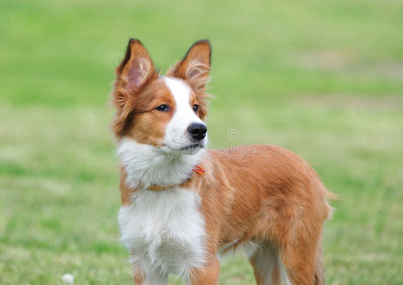 Border collie puppy royalty free stock photos