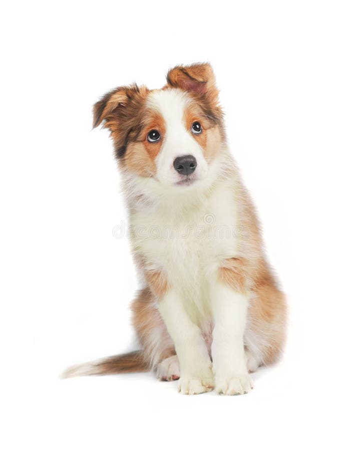 Border collie puppy stock photo