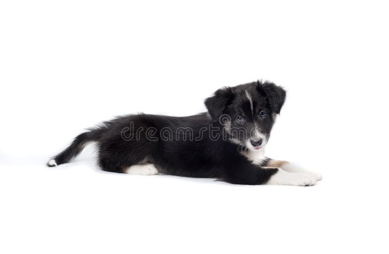 Border collie puppy royalty free stock images