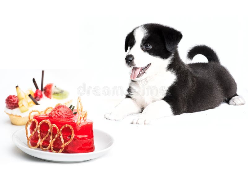 Border collie puppy and cake