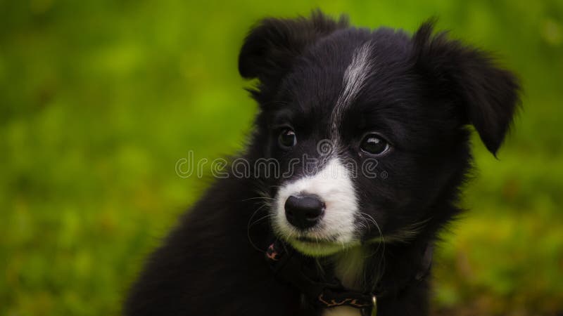 Border Collie puppy royalty free stock photography Border Collie puppy royalty free stock photography