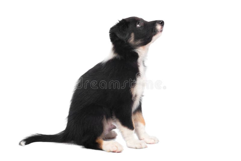 Border Collie puppy, 7 weeks old isolated on white, horizontal. Border Collie puppy, 7 weeks old isolated on white, horizontal