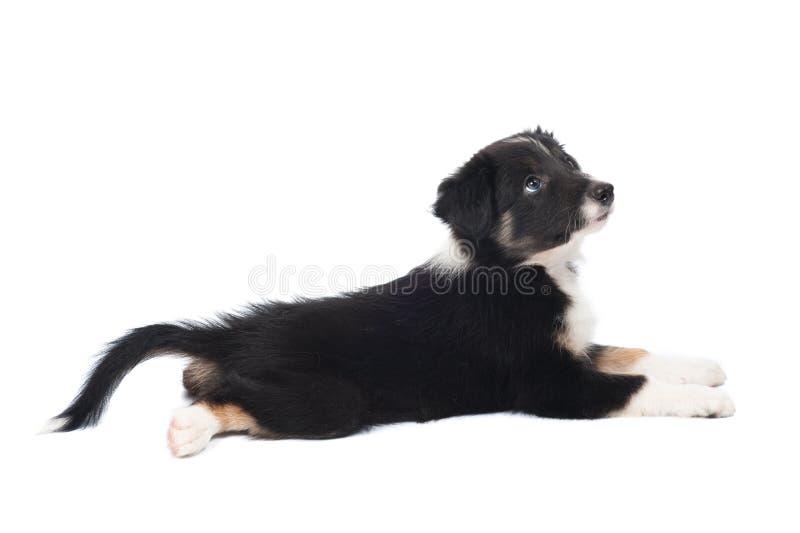 Border Collie puppy, isolated on the white