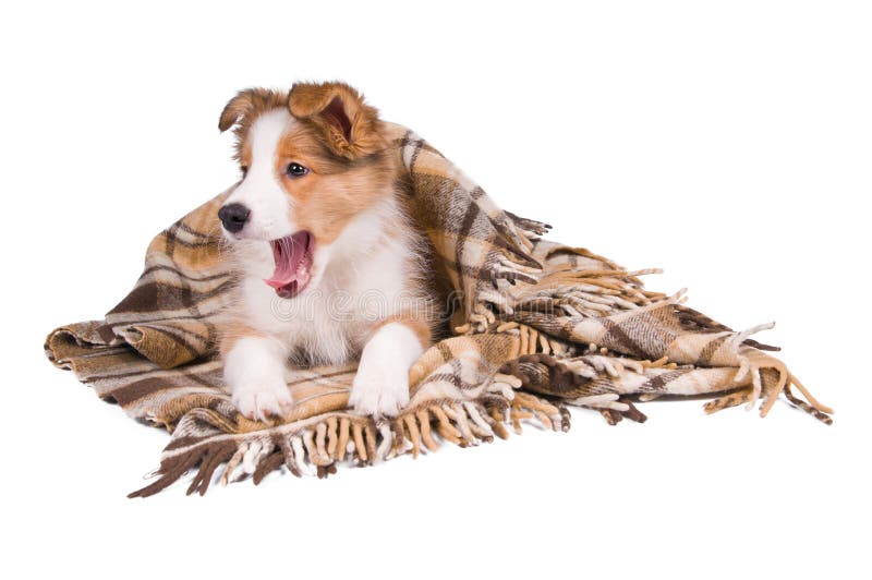 Border collie puppy and plaid isolated on white