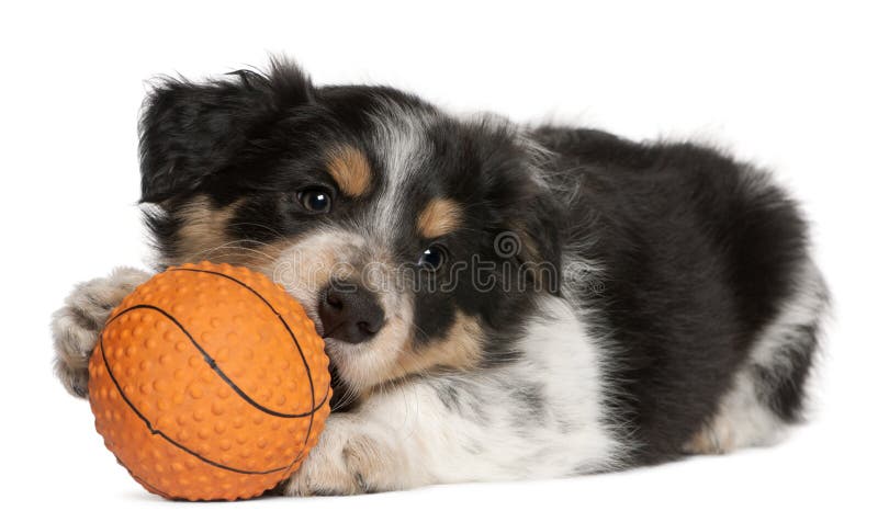 Border Collie puppy playing with toy basketball royalty free stock images