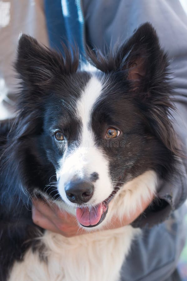 Grooming of Border Collie stock image. Image of friend