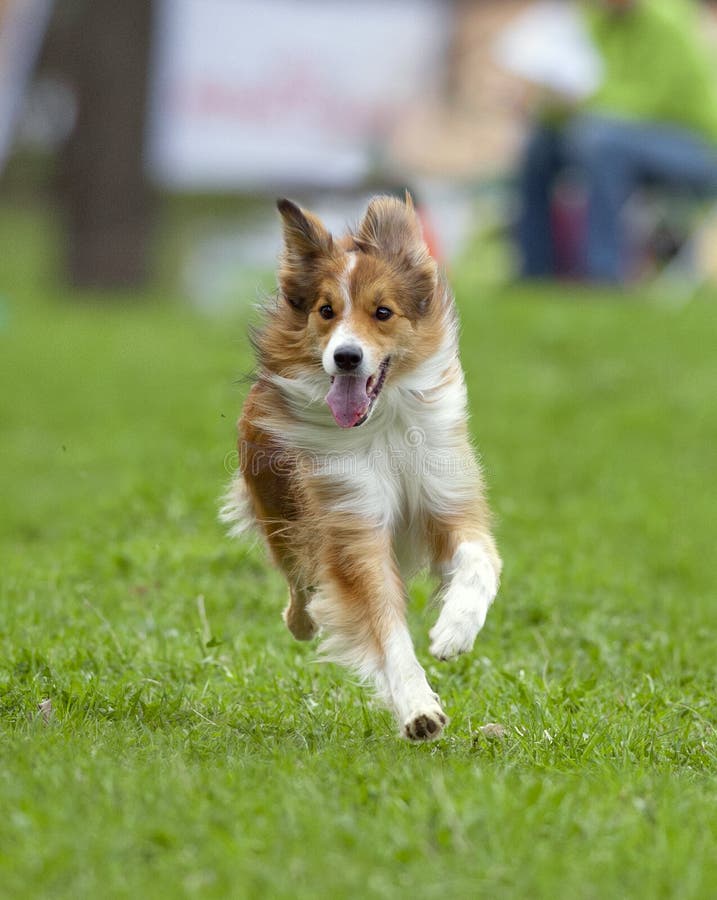 Border collie running on a green grass royalty free stock photo