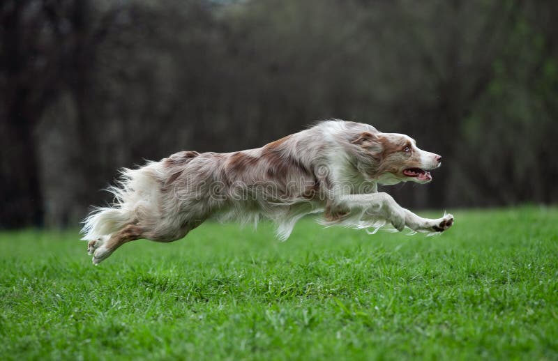 Border collie runs fast and free in spring field royalty free stock image