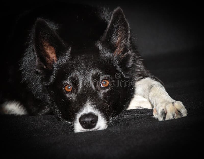 sheepdog intelligence