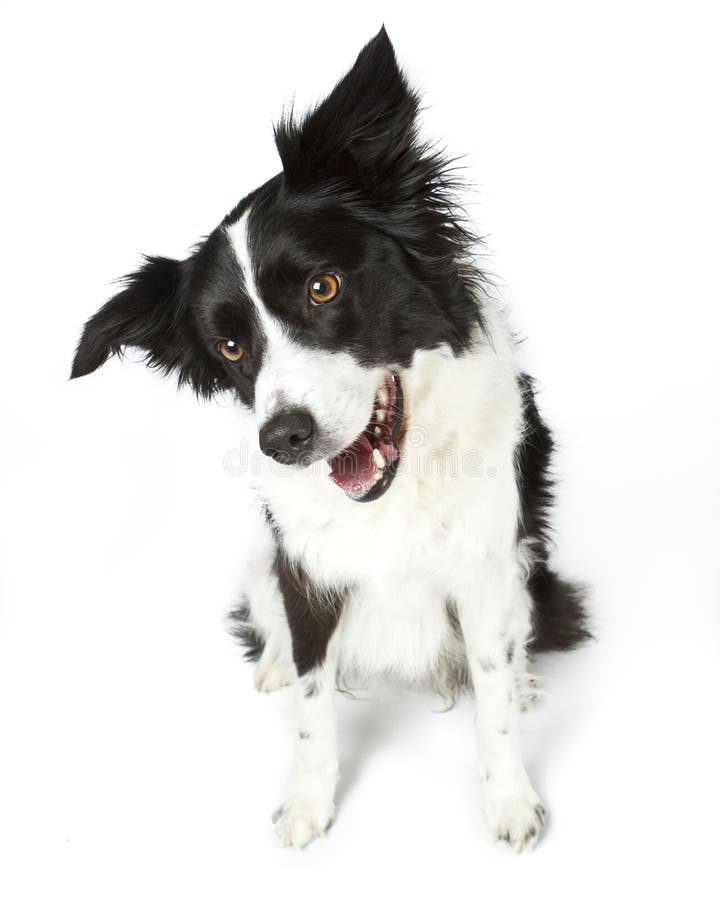Border Collie Sitting royalty free stock photo