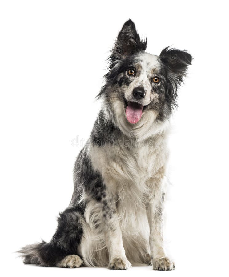 Border Collie sitting royalty free stock photo