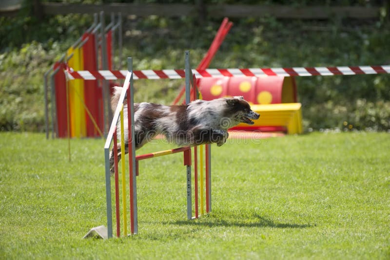 Border collie sul corso di agilità, sopra il salto immagini stock libere da diritti Border collie sul corso di agilità, sopra il salto immagini stock libere da diritti