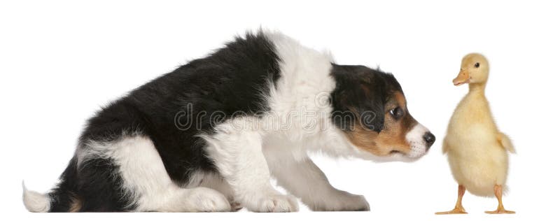 Border Collie puppy, 6 weeks old, playing with a duckling, 1 week old, in front of white background. Border Collie puppy, 6 weeks old, playing with a duckling, 1 week old, in front of white background