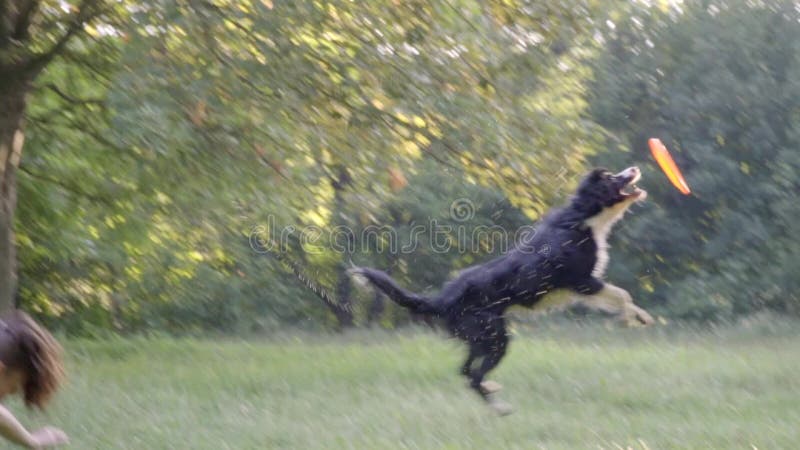 Border collie tenta travar um frisbee do voo que salta sobre a parte traseira de um alimentador da menina, movimento lento