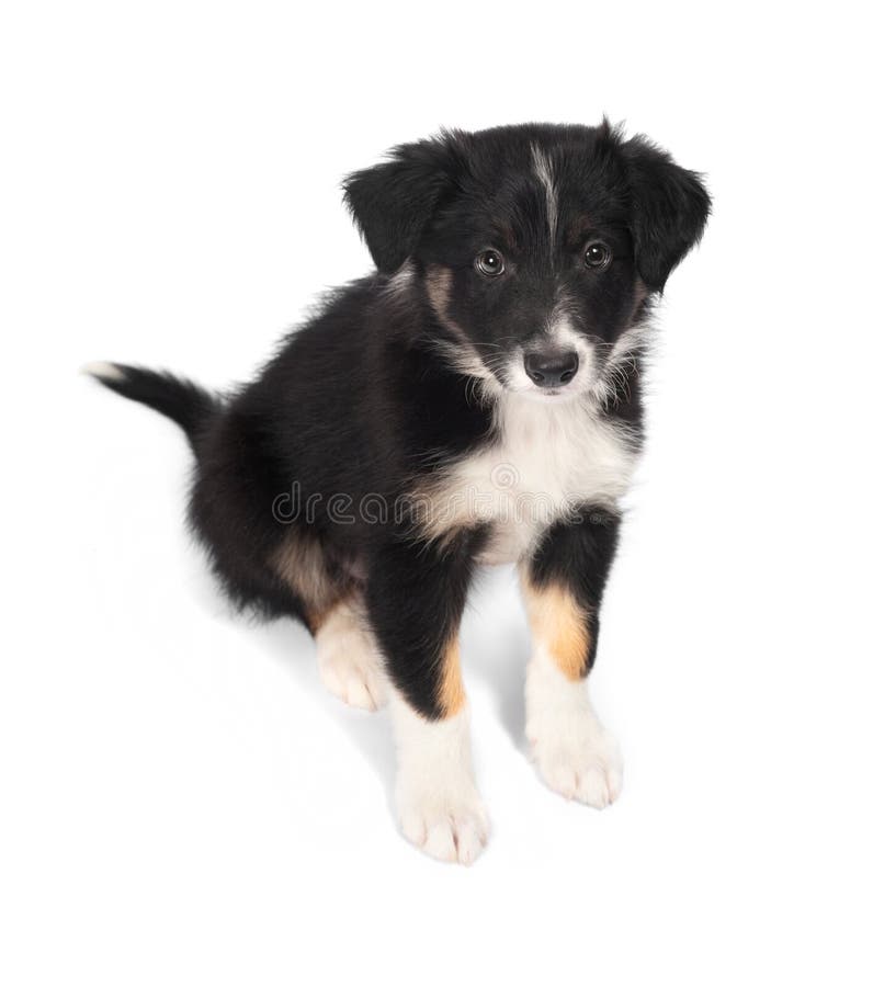 Border Collie trocolor puppy isolated on the white