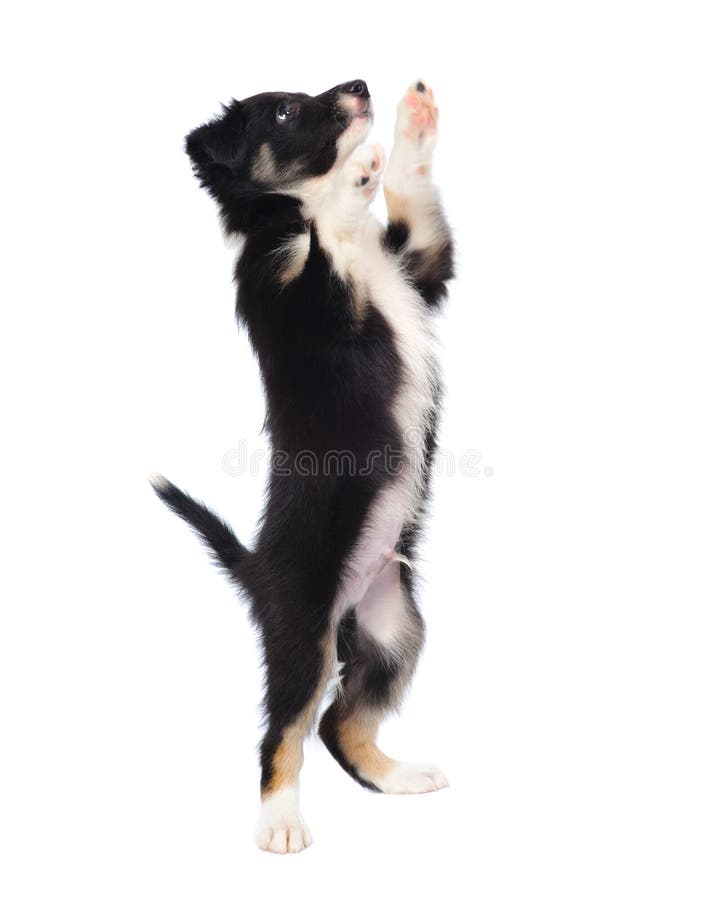 Border Collie trocolor puppy, isolated on white