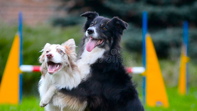 Border-Collie-Umarmungen und -spiel