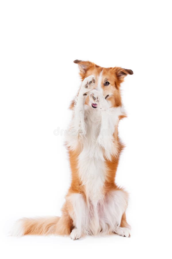 Border collie vermelho bonito fecha um olho, isolado no branco imagem de stock royalty free Border collie vermelho bonito fecha um olho, isolado no branco imagem de stock royalty free