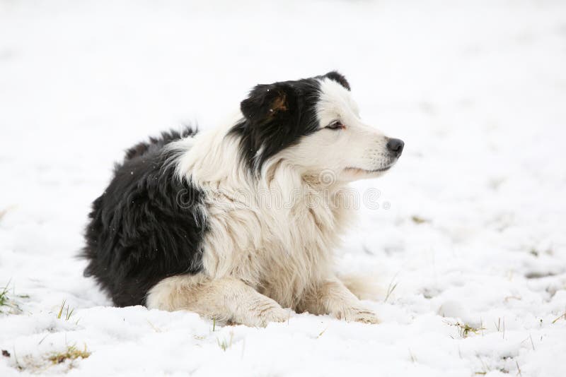 Border collie in winter stock image. Image of resting 87080643