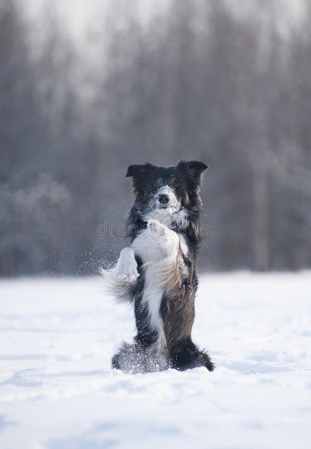 Border Collie on a winter walk royalty free stock photography