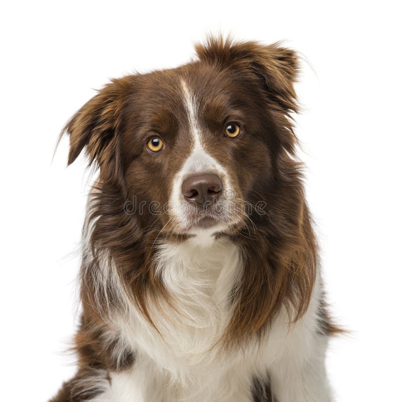 Border collie (2 years old) royalty free stock photo