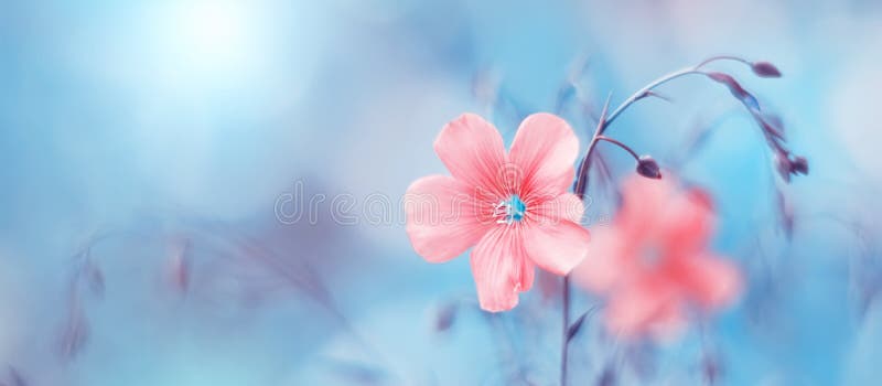 Border of delicate pink flax flowers on toned blue blurry background, beautiful natural art image. Selective soft focus