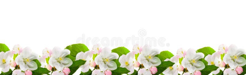 Border from flowers of apple