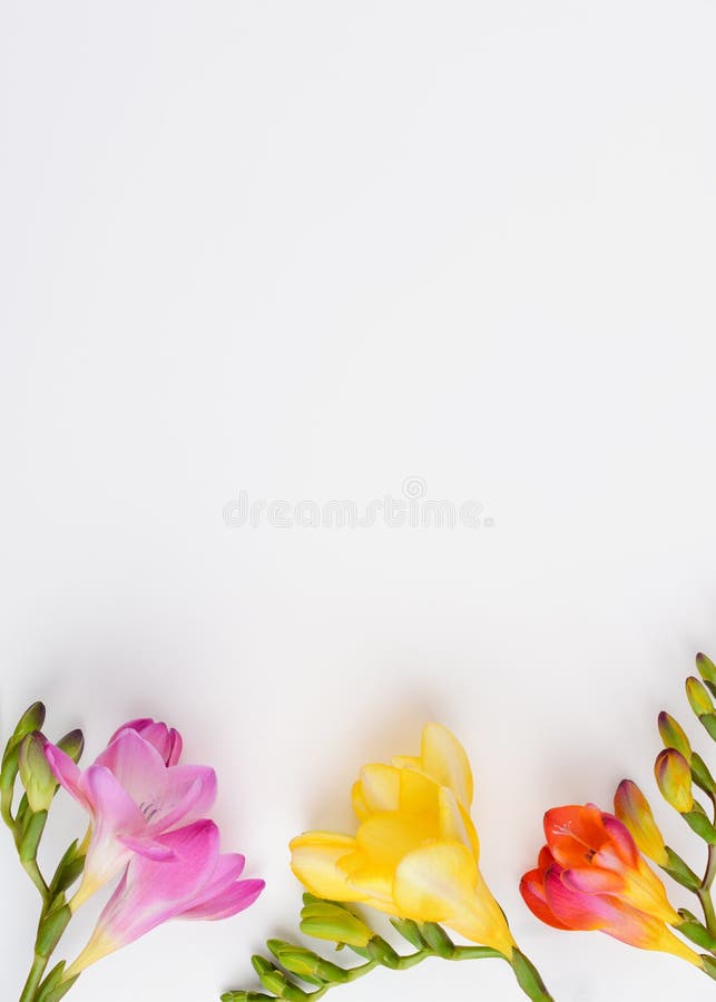 Border of Fresh Freesia Flowers on White Background. Flat Lay, Top View