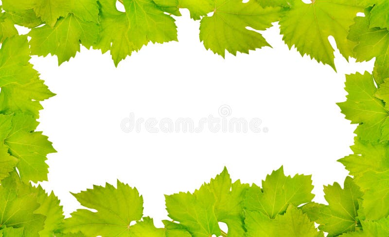 Border of fresh grape leaves royalty free stock photo Border of fresh grape leaves royalty free stock photo