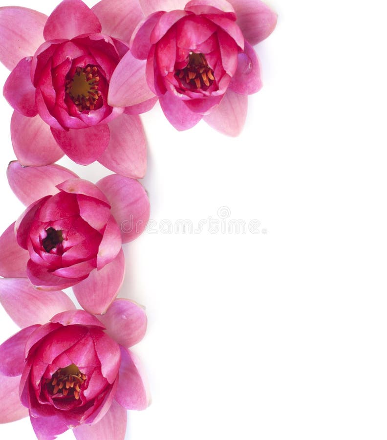 Border of fresh pink water lilies