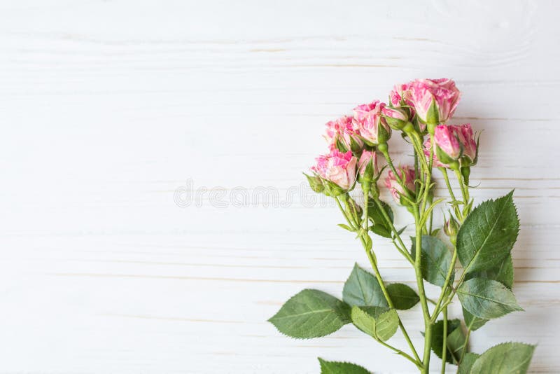 Border of fresh red garden roses isolated