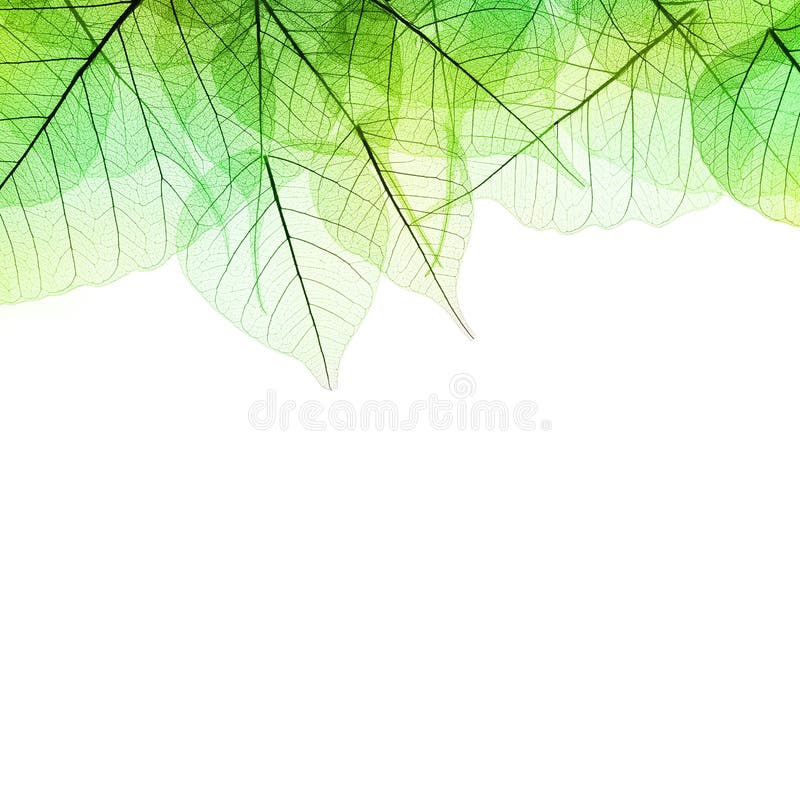 Border of Green Leaves - isolated on white background. Border of Green Leaves - isolated on white background