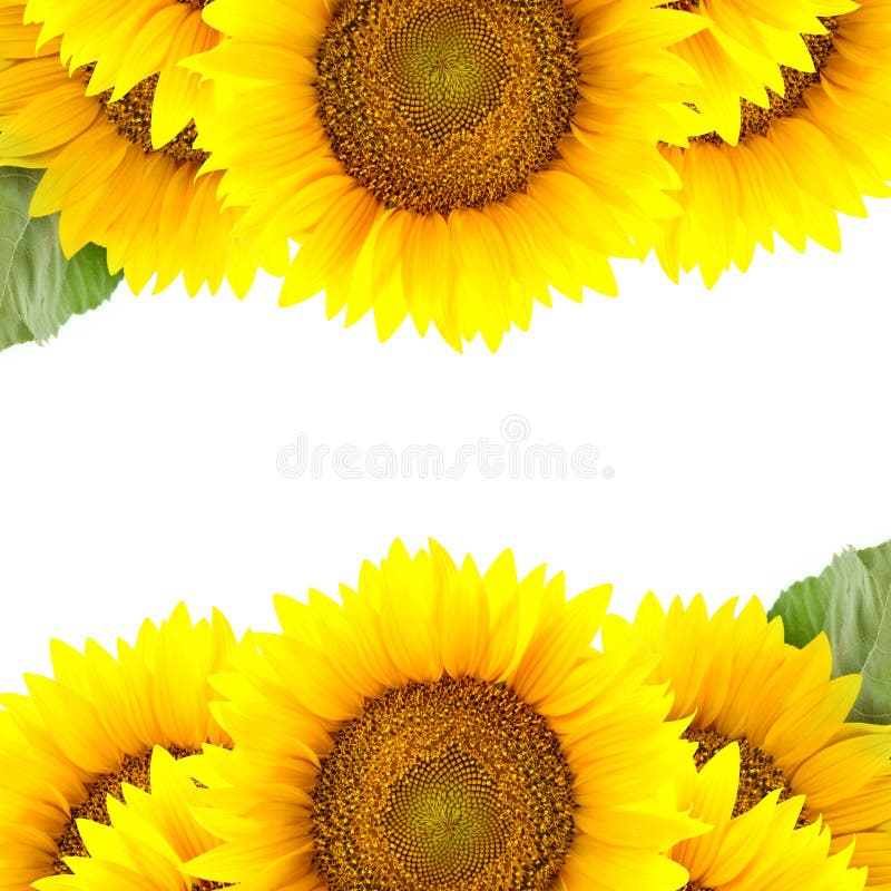 Border of large Sunflowers with copy space / flowers frame