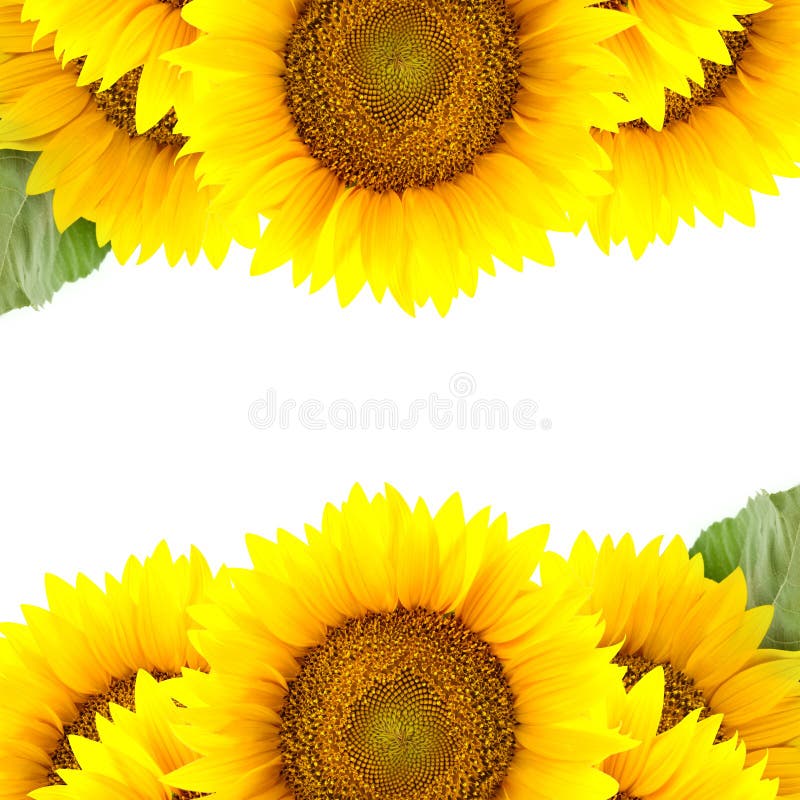 Border of large Sunflowers with copy space stock image Border of large Sunflowers with copy space stock image