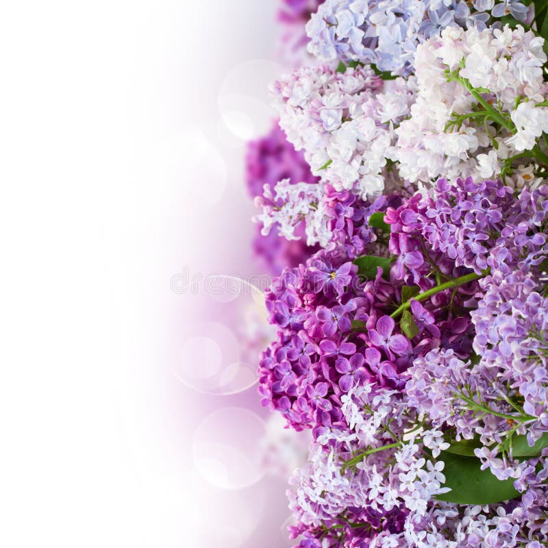 Border of lilac flowers stock image. Image of lilac, blossom 38044401