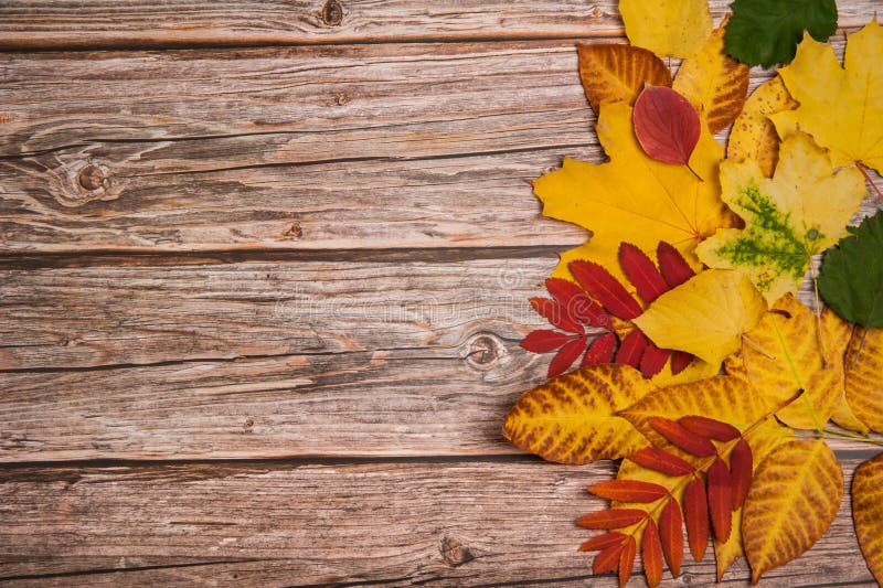 He border is made of red, yellow, brown and green leaves on a wooden background. Free space for your text.