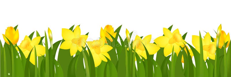 Border From Narcissuses. Vector